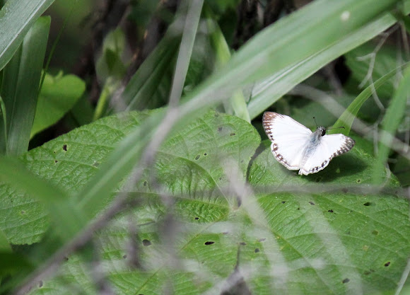 Spotting Image 1