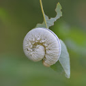 Elm Sawfly