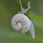 Elm Sawfly