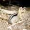 Golden-mantled Ground Squirrel