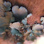 Lichen