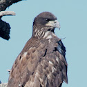 Bald Eaglet