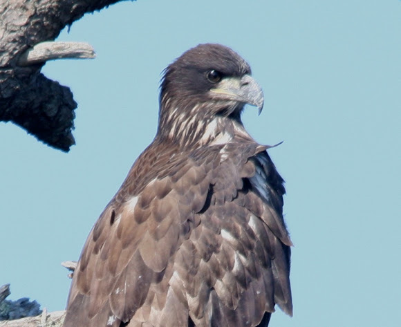 Spotting Image 1