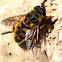 Mosca/abeja, drone fly