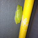 Green frog