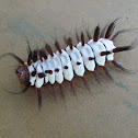 Stinging Flannel Moth Caterpillar