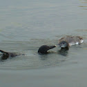 Common Loon