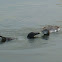 Common Loon