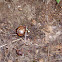 Pacific sideband snail