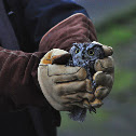 Western Screech Owl
