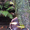 Resinous Polypore
