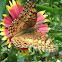 Variegated fritillary