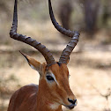 Impala