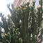 Tree euphorbia, Tree spurge