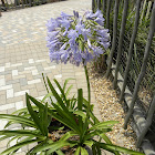 Agapanthus