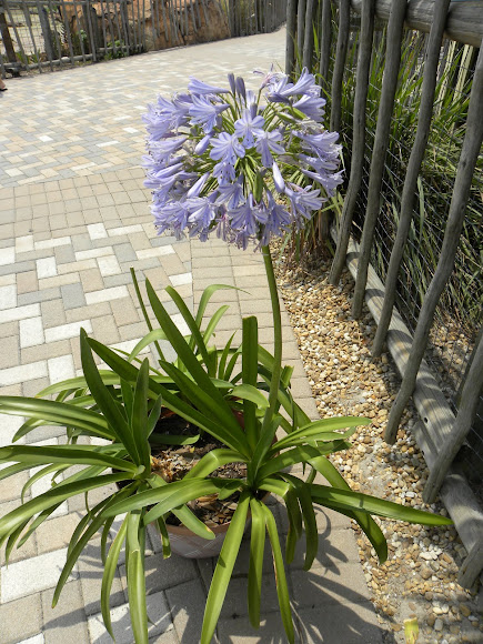 Spotting Image 1