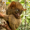 Philippine Tarsier