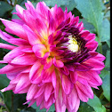 Pink Dahlia