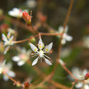 Rusty Saxifrage