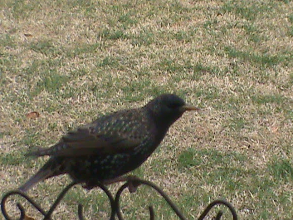 Spotting Image 1