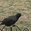 European Starling