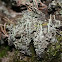 Bekermos (cladonia fimbriata)