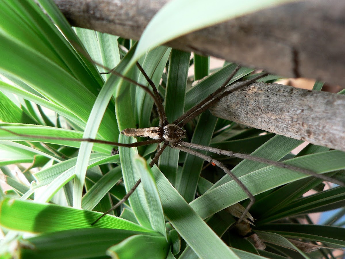 Nursery Web Spider