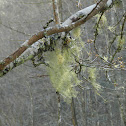 Spanish moss