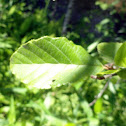 Tag Alder