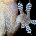 Gecko