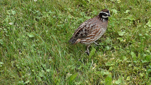 Spotting Image 1