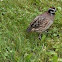 Northern Bobwhite