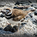 Killdeer