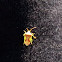 Shield Bug