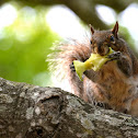 Eastern Gray Squirrel