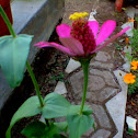 zinya