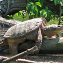 Common Snapping Turtle