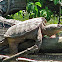 Common Snapping Turtle