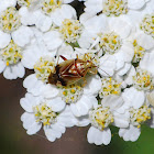 Tarnished Plant Bug