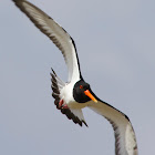 Eurasian Oystercatcher
