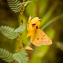 Orange Sulfur on Partridge Pea