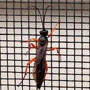 Ichneumon wasp