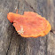 Cinnabar polypore