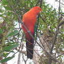 Australian King Parrot