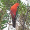 Australian King Parrot