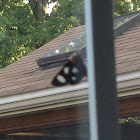 Unknown spotting