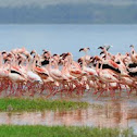 flamingo