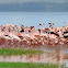 flamingo