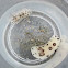 Sea Slug