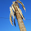 Palmera atacada por picudo rojo